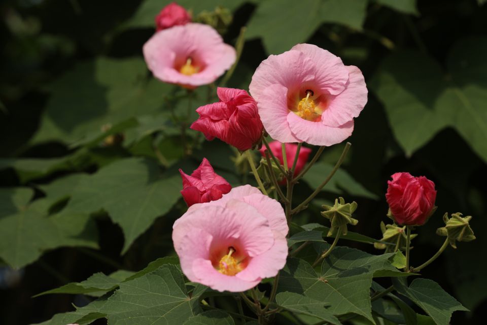 芙蓉花-3.jpg