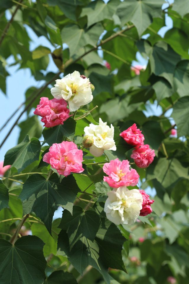 芙蓉花-2.jpg