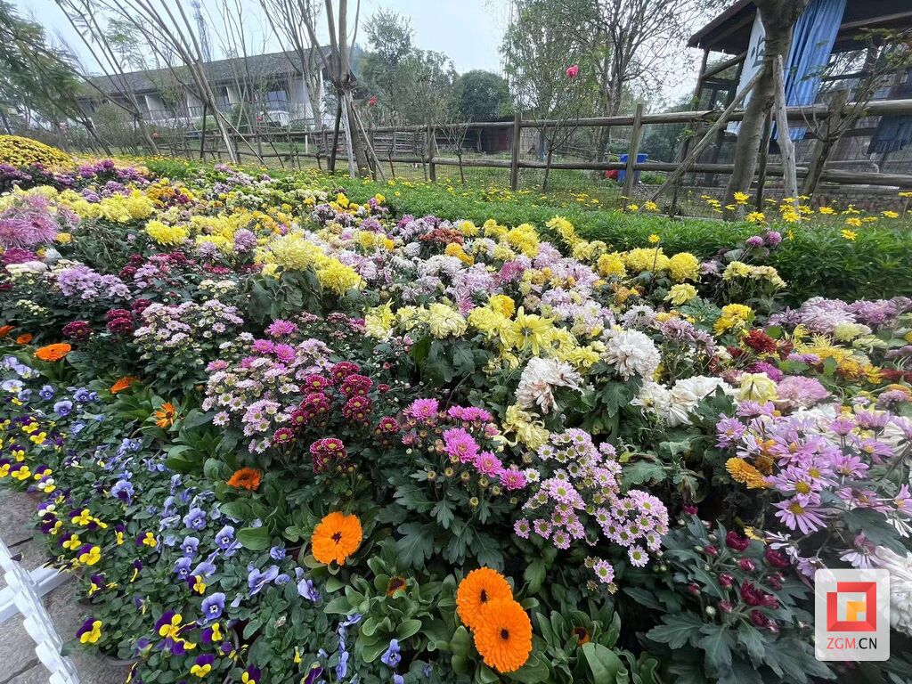 共赴为期30天的美丽之约！“2023菊花艺术节”在尖山风景区开幕-3.jpg