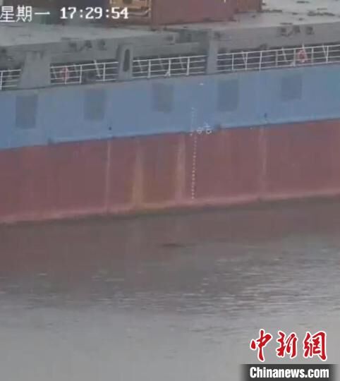 游泳健将！南京一头野猪12分钟横渡长江-2.jpg