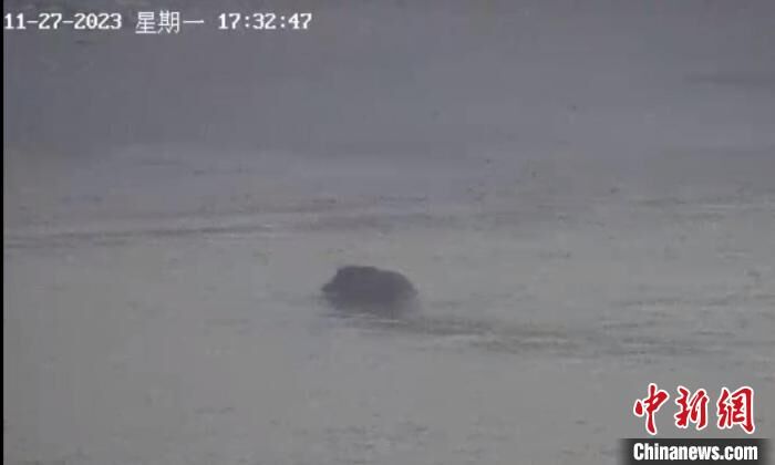 游泳健将！南京一头野猪12分钟横渡长江-3.jpg
