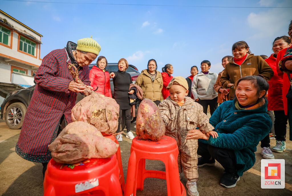 奇迹！自贡此地的红苕“一不小心”长了40斤-5.jpg