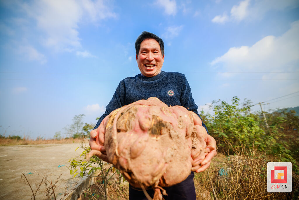 奇迹！自贡此地的红苕“一不小心”长了40斤-1.jpg