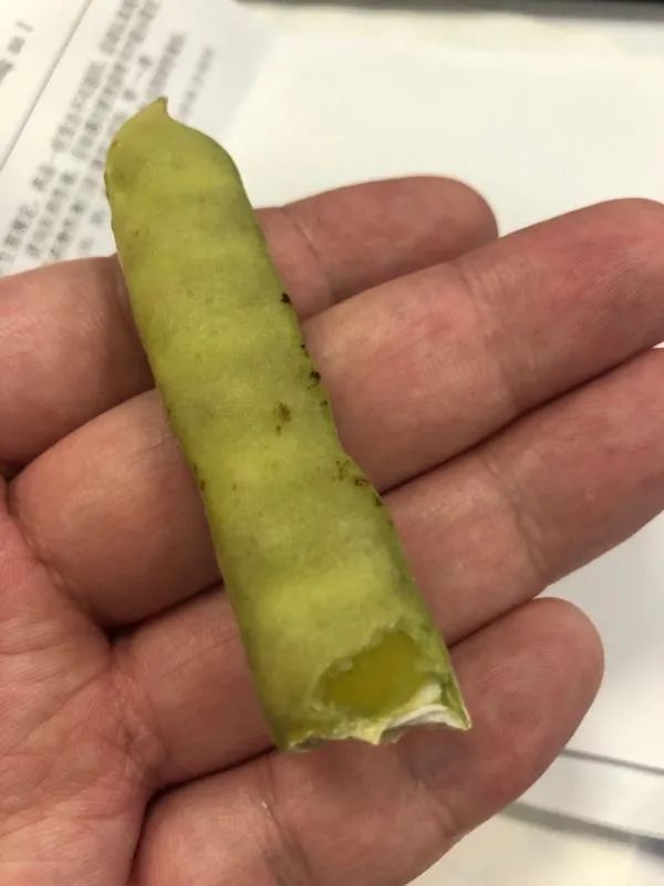 有剧毒，常被误食！这种食材很常见-2.jpeg