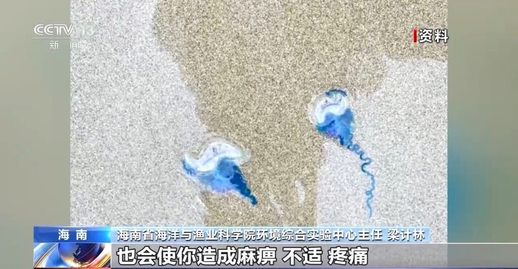 海南文昌沙滩现僧帽水母 毒性较强被蜇应这样处置→-4.jpg