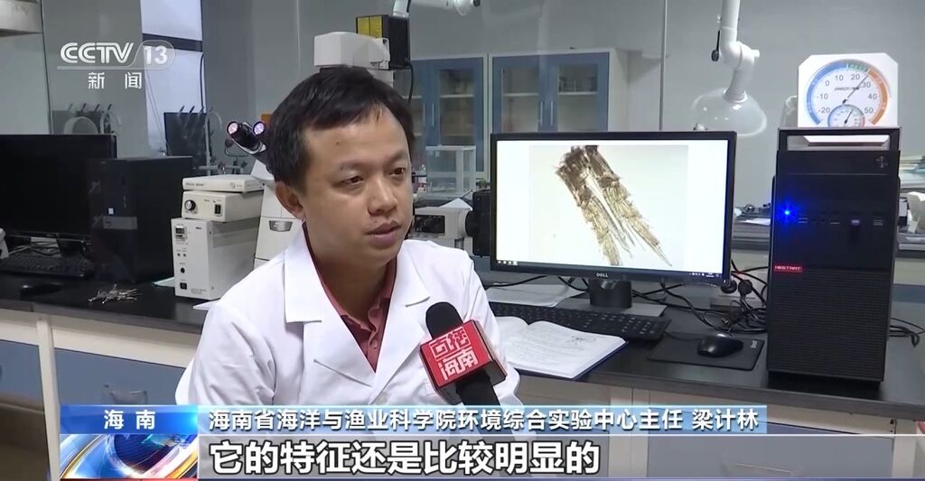 海南文昌沙滩现僧帽水母 毒性较强被蜇应这样处置→-3.jpg