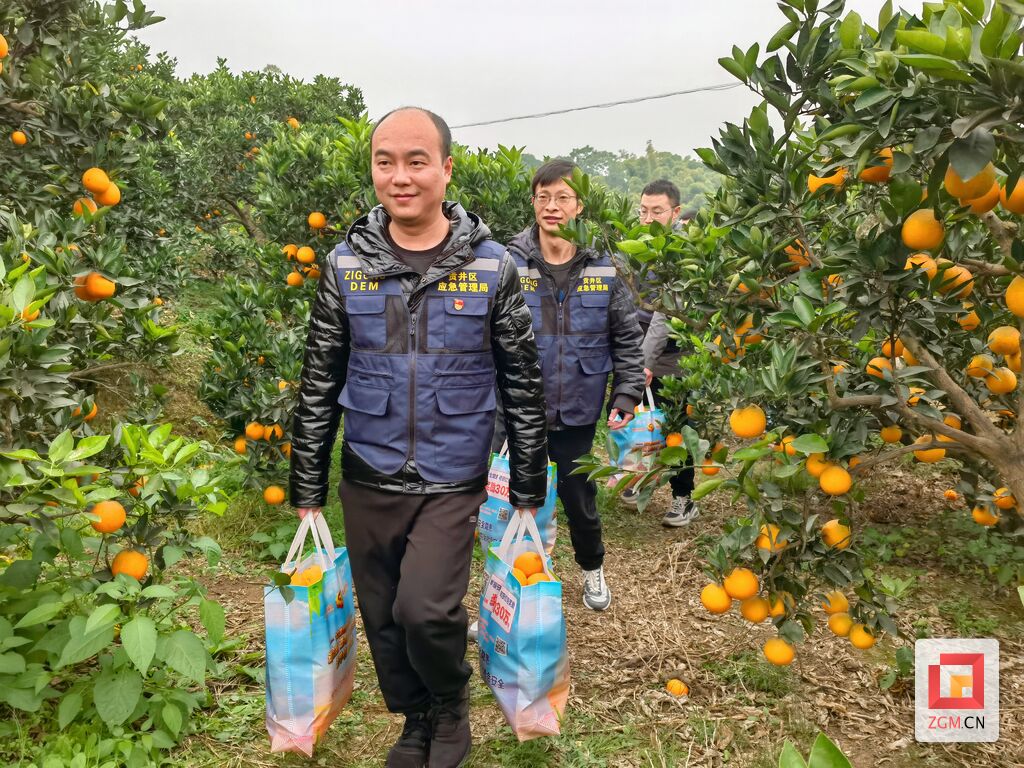 【乡村行·看振兴】贡井区新平村：这里的脐橙好甜！这里的村民笑开颜！-3.jpg