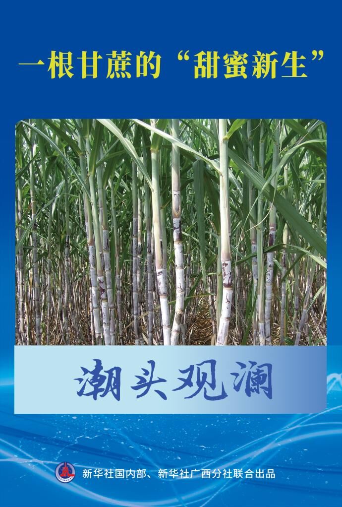 一根甘蔗的“甜蜜新生”-1.jpg