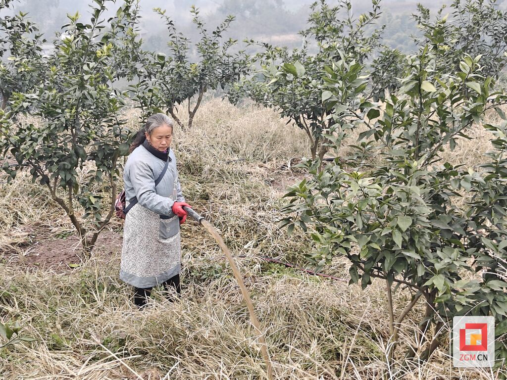 荣县新桥镇：发挥乡村“能人”“作用” 打造群众增收致富新引擎-4.jpg