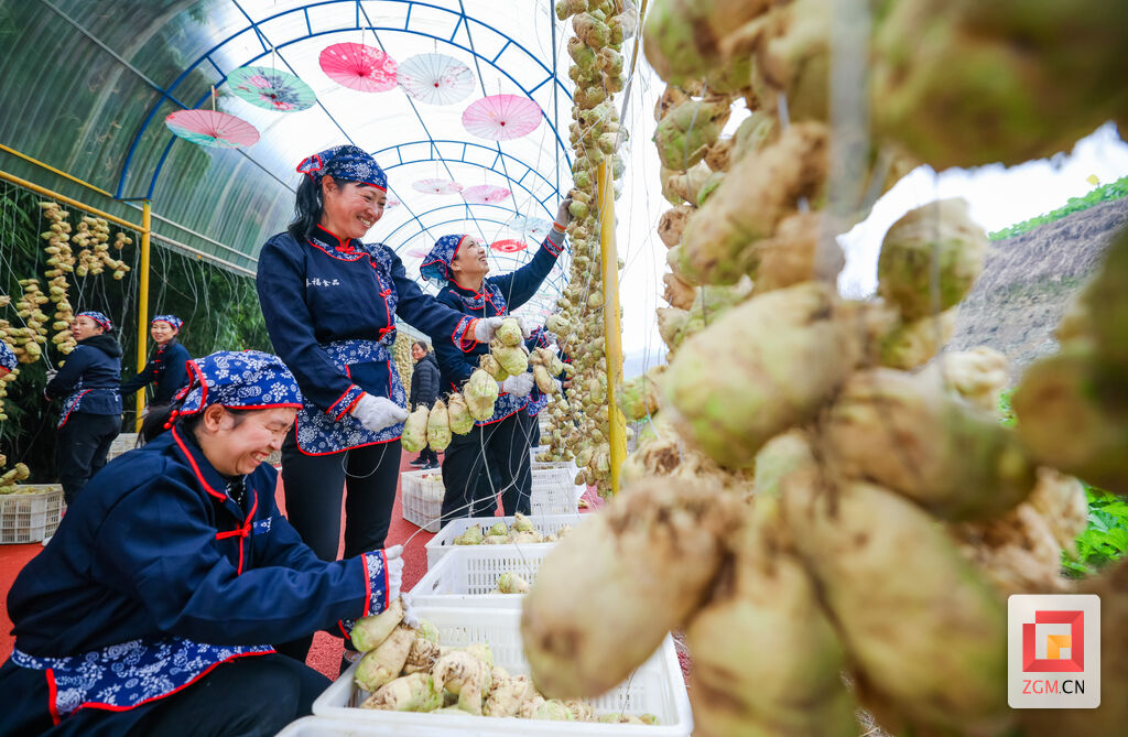 中国大头菜之乡庆丰收 2023年大头菜丰收节在贡井成佳开启-2.jpg