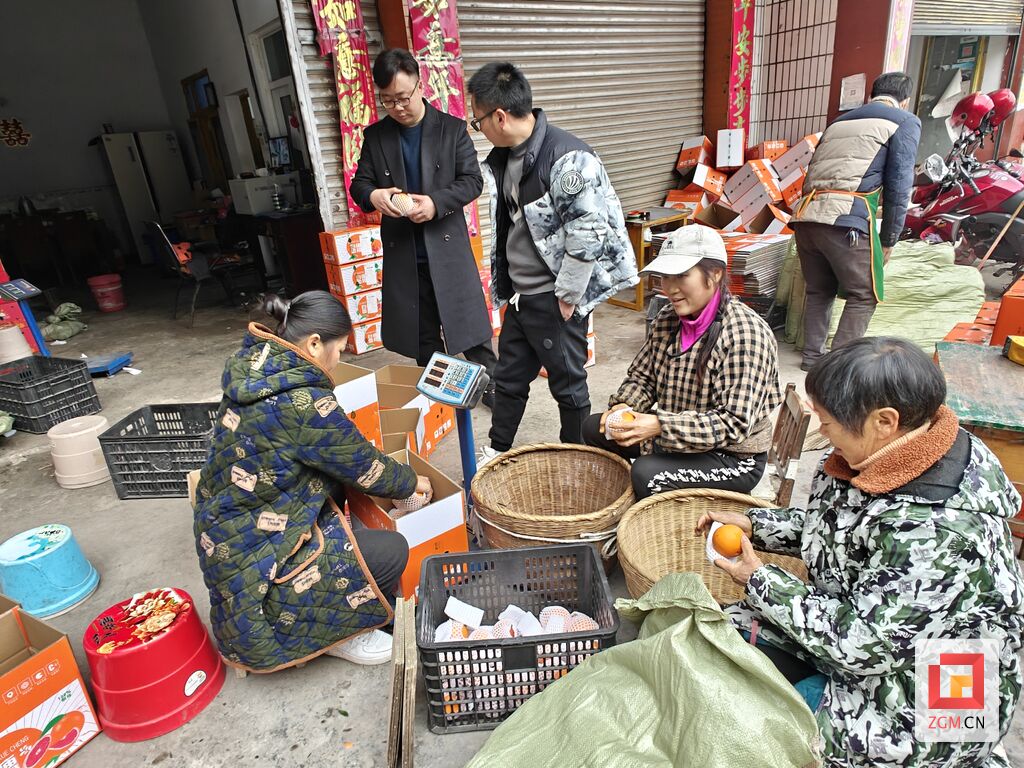 贡井区建设镇：“橙”邀您来采摘甜蜜-3.jpg