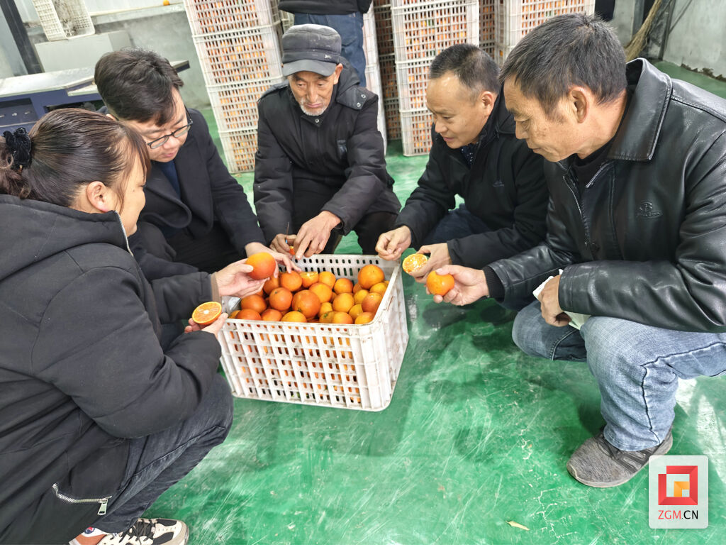 贡井区建设镇：“橙”邀您来采摘甜蜜-4.jpg