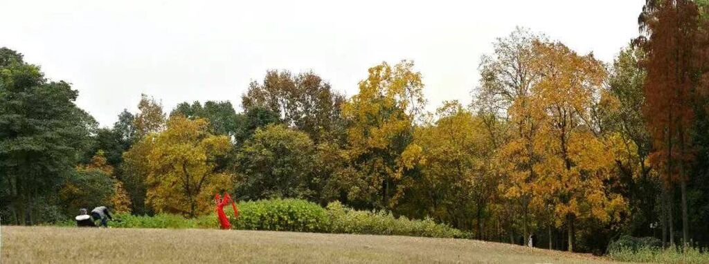 网友扎堆采拾果实，“薅秃”植物园？成都：暂未发现，不建议采拾-2.jpg