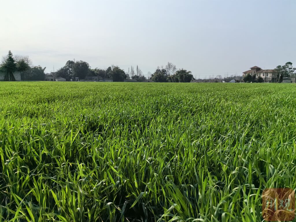 成都平原油菜提前半个月开花，好事还是坏事？-2.jpg