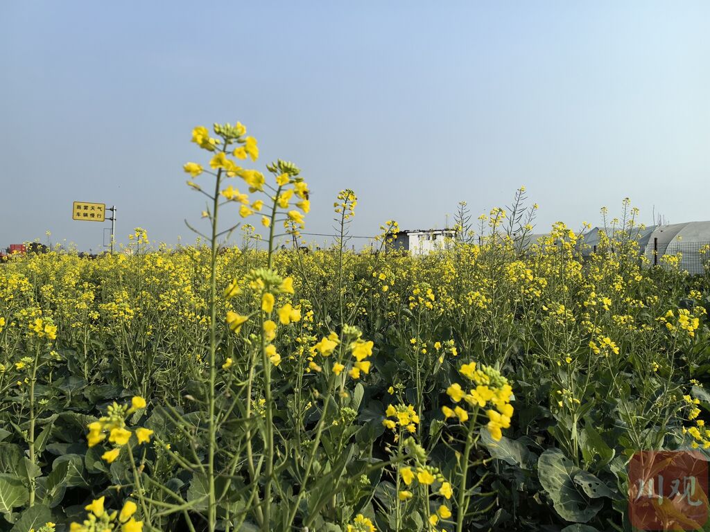 成都平原油菜提前半个月开花，好事还是坏事？-1.jpg