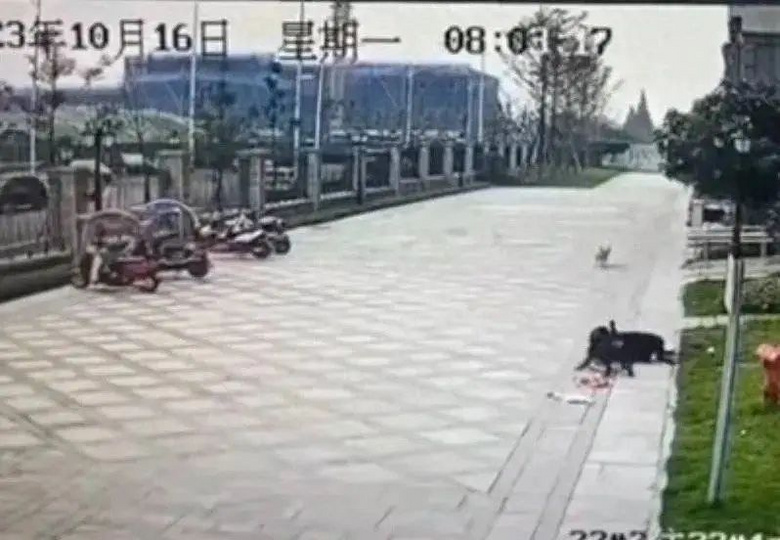 “成都恶犬咬女童事件”后续：环卫工获见义勇为称号-3.jpg