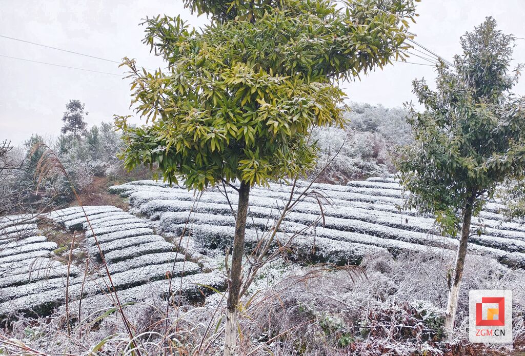好一身洁白的“雪衣” 荣县迎来2024年首场瑞雪-1.jpg