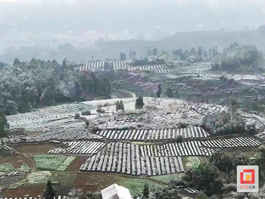好一身洁白的“雪衣” 荣县迎来2024年首场瑞雪-4.jpg
