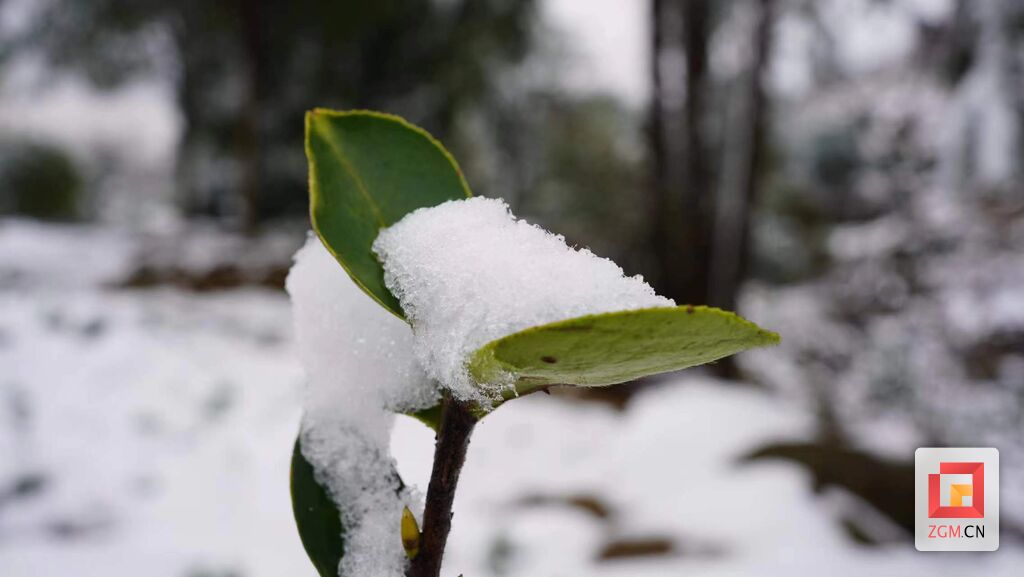 瑞雪兆丰年 荣县长兴林场换上“银装”-3.jpg