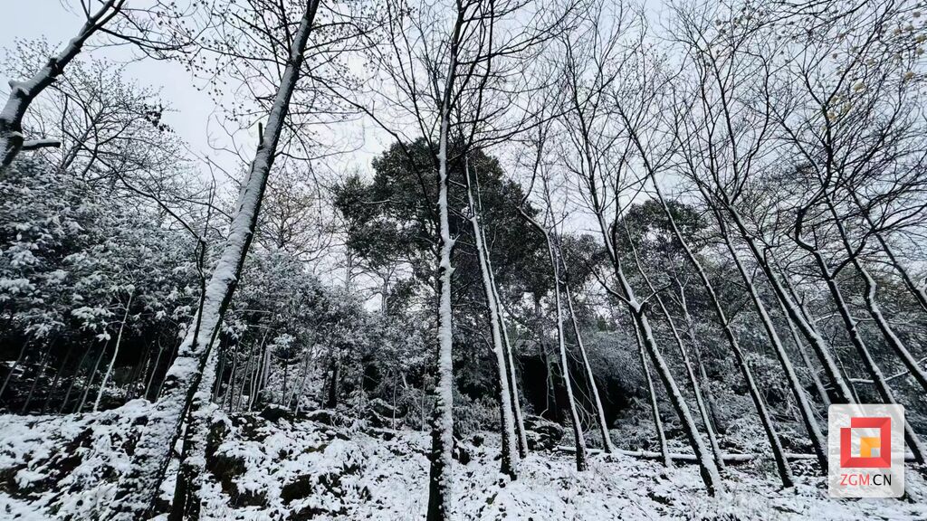 瑞雪兆丰年 荣县长兴林场换上“银装”-1.jpg