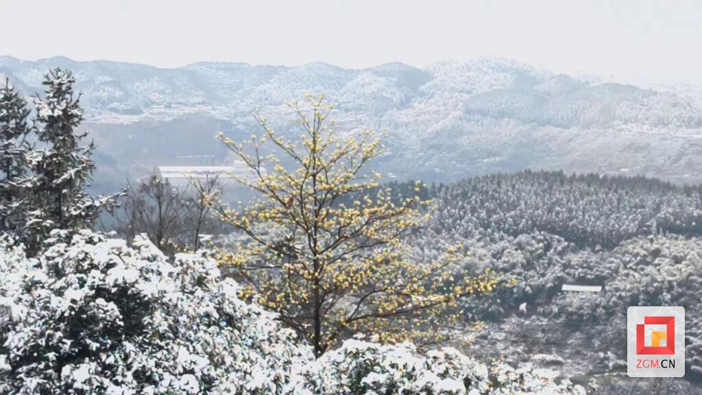 瑞雪兆丰年 荣县长兴林场换上“银装”-2.jpg