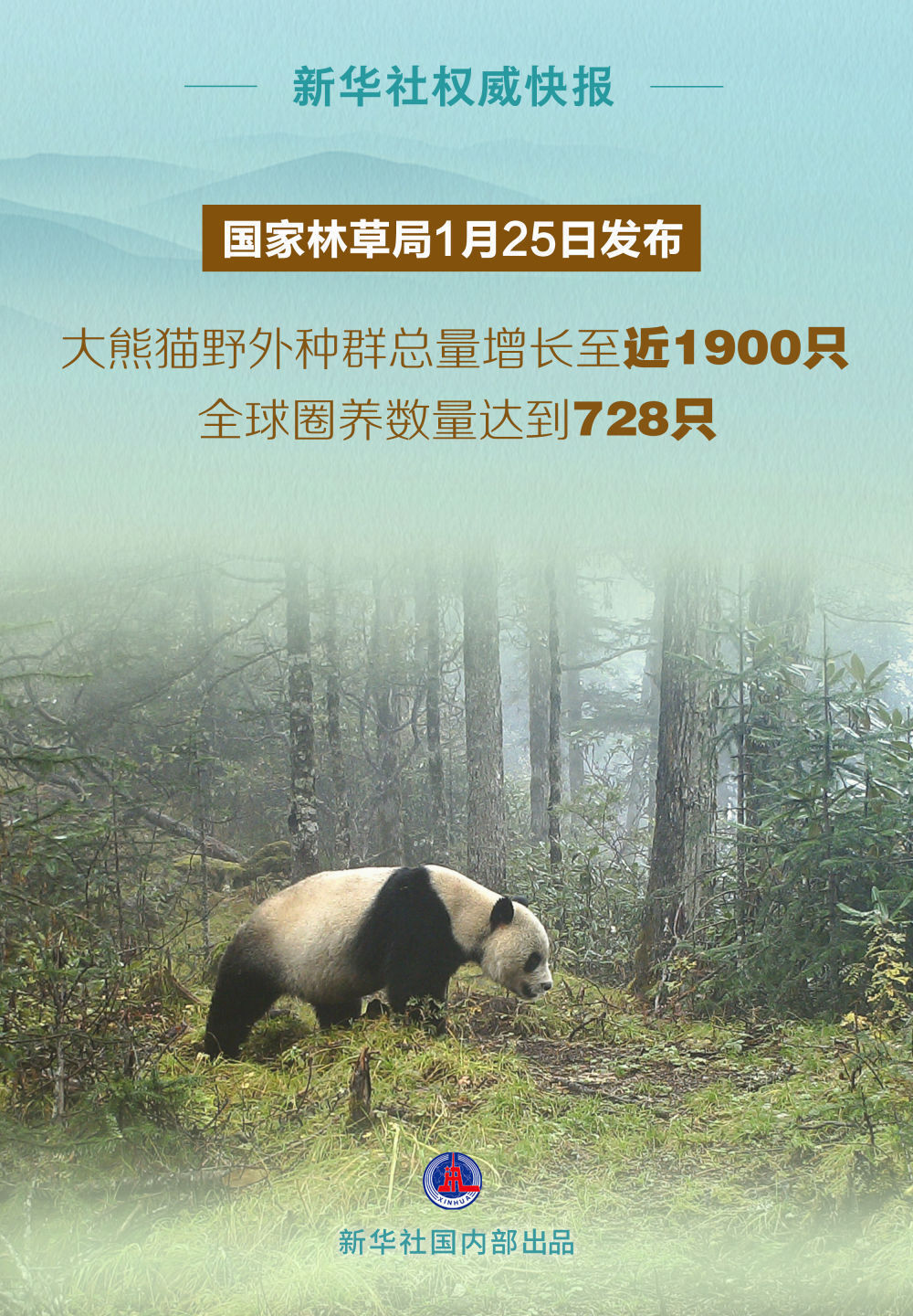 国家林草局：大熊猫野外种群总量增长至近1900只-1.jpg