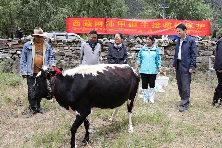 首次成功克隆！世界屋脊濒危牛在我国诞生-4.jpg