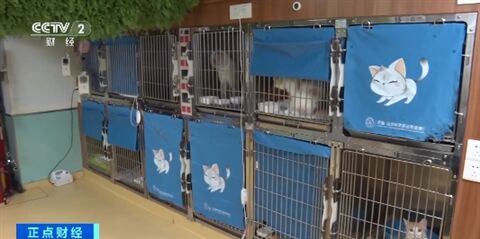 春运携宠物长途出行需谨慎 这些情况要注意→-5.jpg