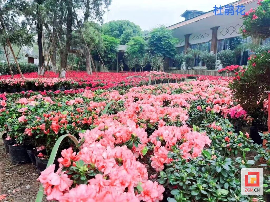 【新春走基层】贡井：美丽乡村“趣”处多 赏花踏青迎新春-1.jpg