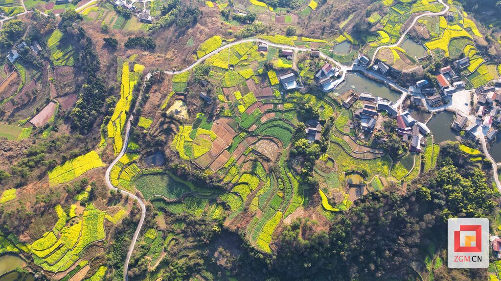 【盐都图赏】春回大地 油菜花开满地金-4.jpg
