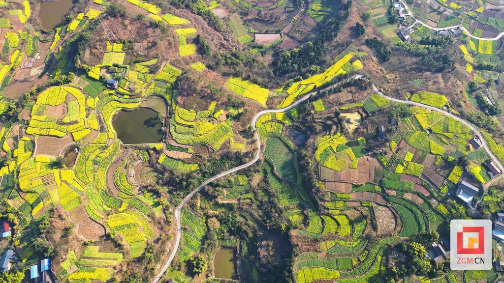【盐都图赏】春回大地 油菜花开满地金-2.jpg