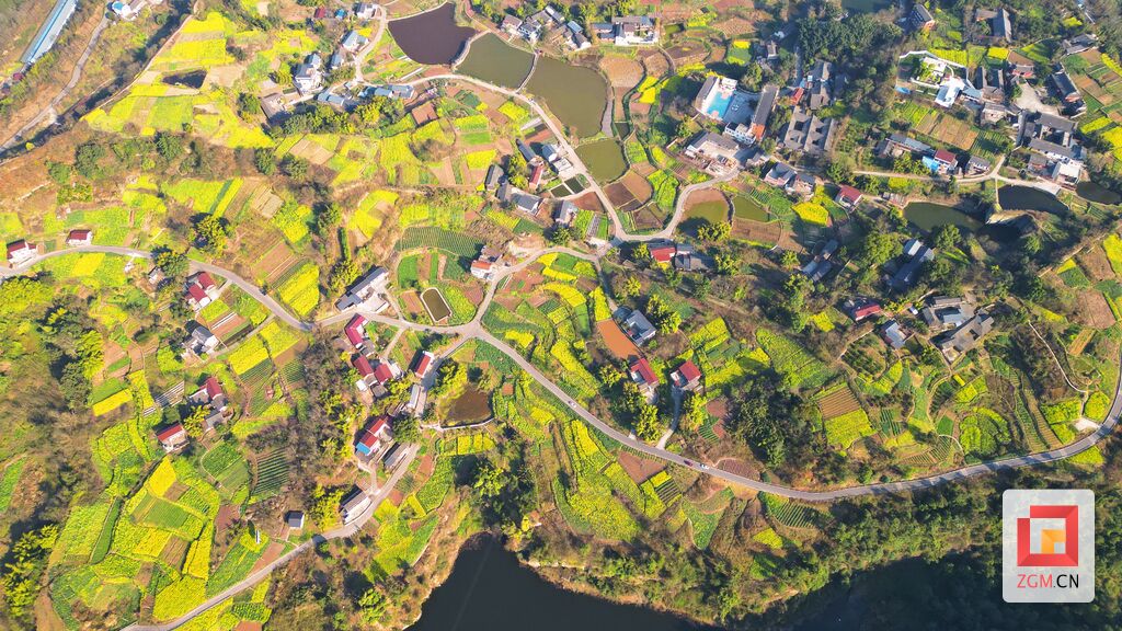 【盐都图赏】春回大地 油菜花开满地金-1.jpg