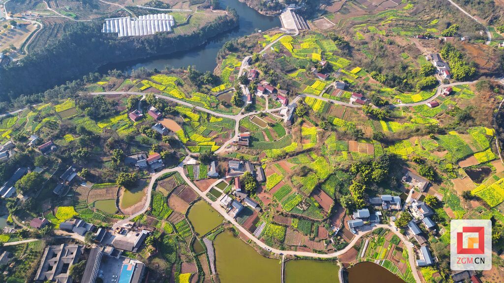【盐都图赏】春回大地 油菜花开满地金-5.jpg