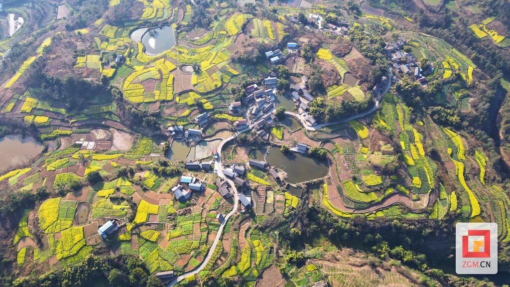 【盐都图赏】春回大地 油菜花开满地金-6.jpg