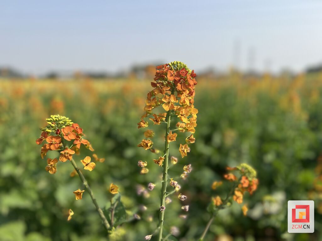 沿滩区：漫步釜溪复合绿道 彩色油菜花迎春盛放-2.jpg