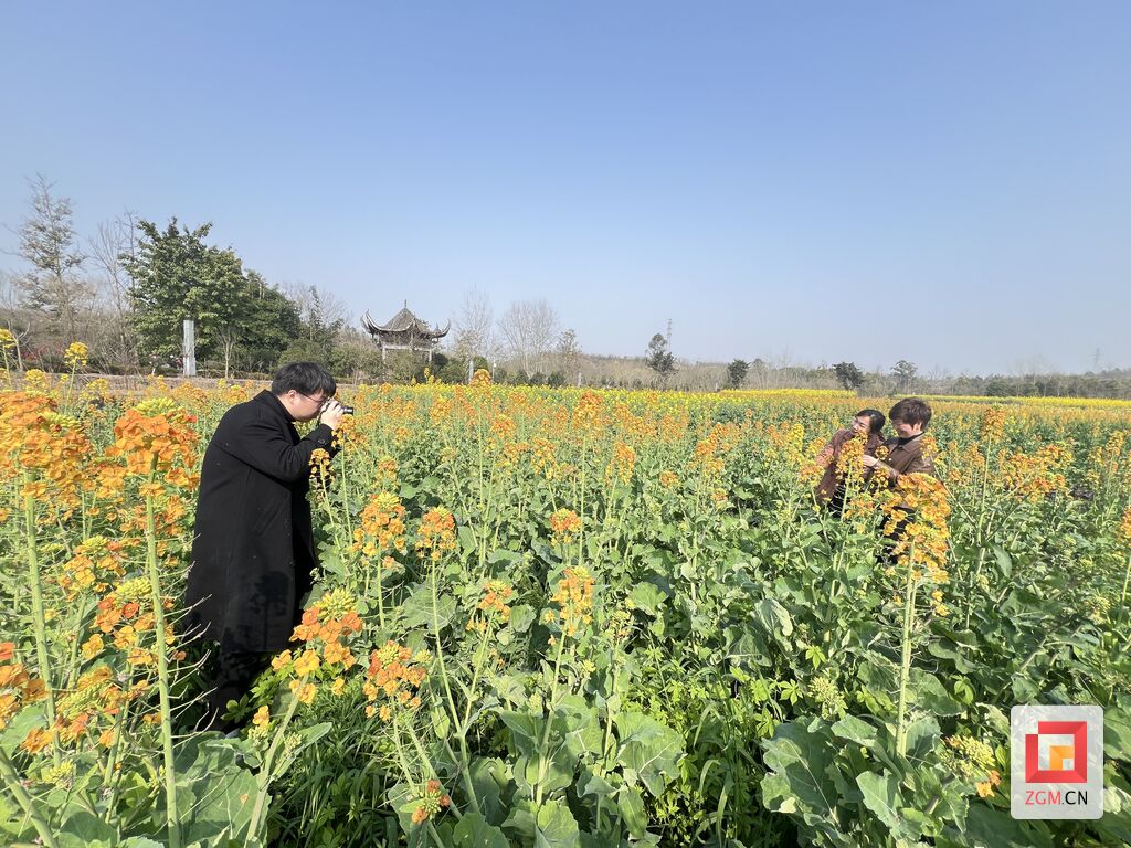 沿滩区：漫步釜溪复合绿道 彩色油菜花迎春盛放-1.jpg