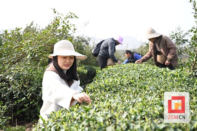 荣县1000亩“问春”吐绿探春-2.jpg
