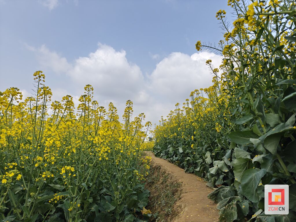 油菜花绽放“美丽经济” 艾叶镇这里有个赏春宝藏打卡点-1.jpg