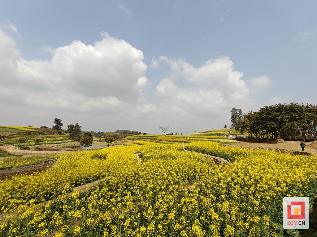油菜花绽放“美丽经济” 艾叶镇这里有个赏春宝藏打卡点-5.jpg
