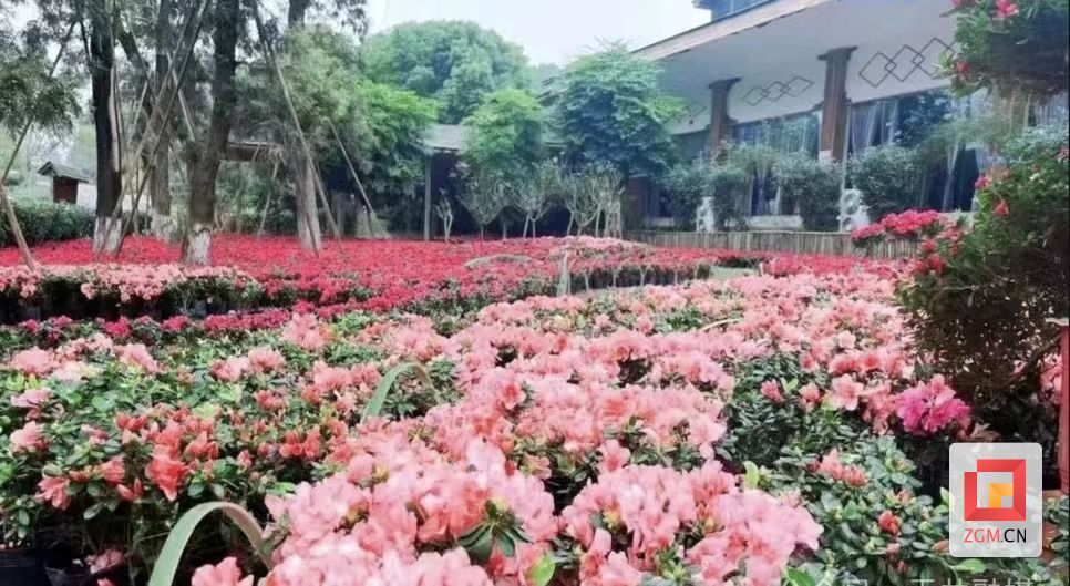 @自贡市民 春季赏花指南来了 等你来打卡-7.jpg