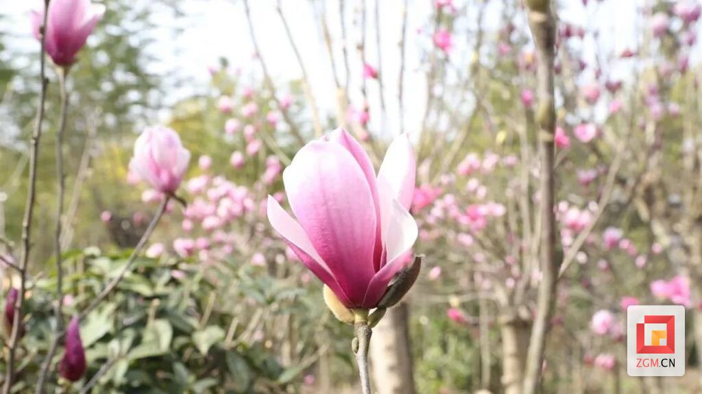 @自贡市民 春季赏花指南来了 等你来打卡-6.jpg