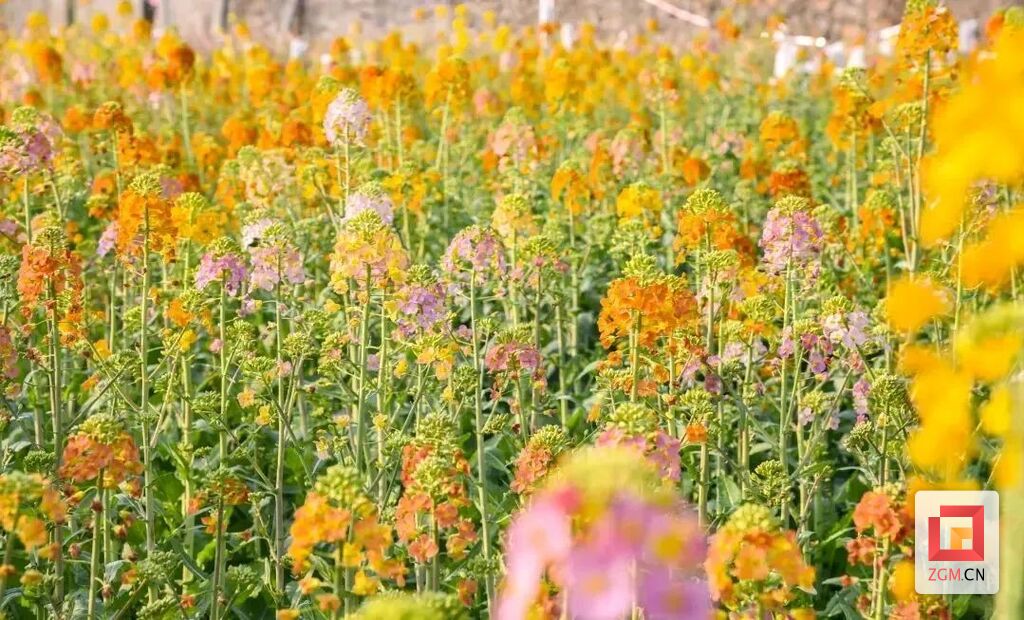@自贡市民 春季赏花指南来了 等你来打卡-4.jpg