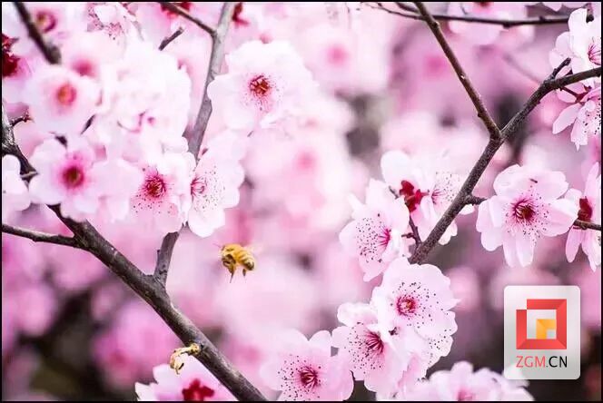 @自贡市民 春季赏花指南来了 等你来打卡-8.jpg