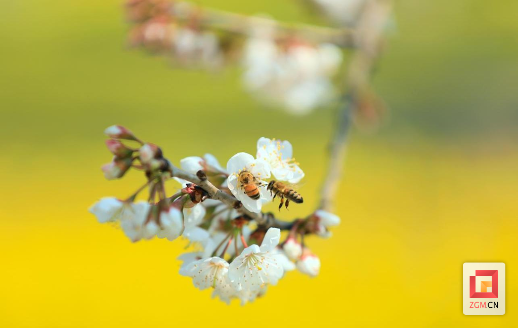 盐都花开春意浓-4.png