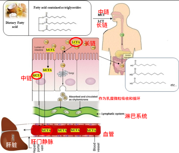 这种被吹上天的油真不建议吃，别再花冤枉钱买了！-2.jpg