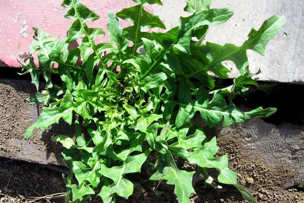 春天哪些野菜值得吃？怎样烹饪营养价值高？了解一下-2.jpg