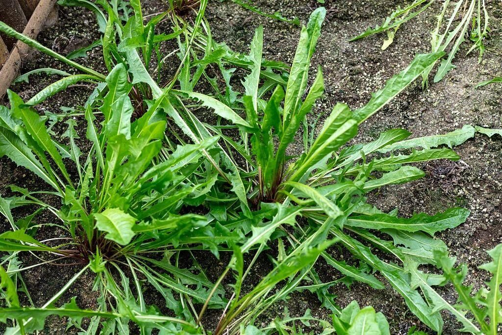 春天哪些野菜值得吃？怎样烹饪营养价值高？了解一下-4.jpg