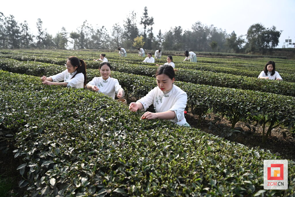 荣县双古镇8.5万亩茶园抢“鲜”开采-1.jpg