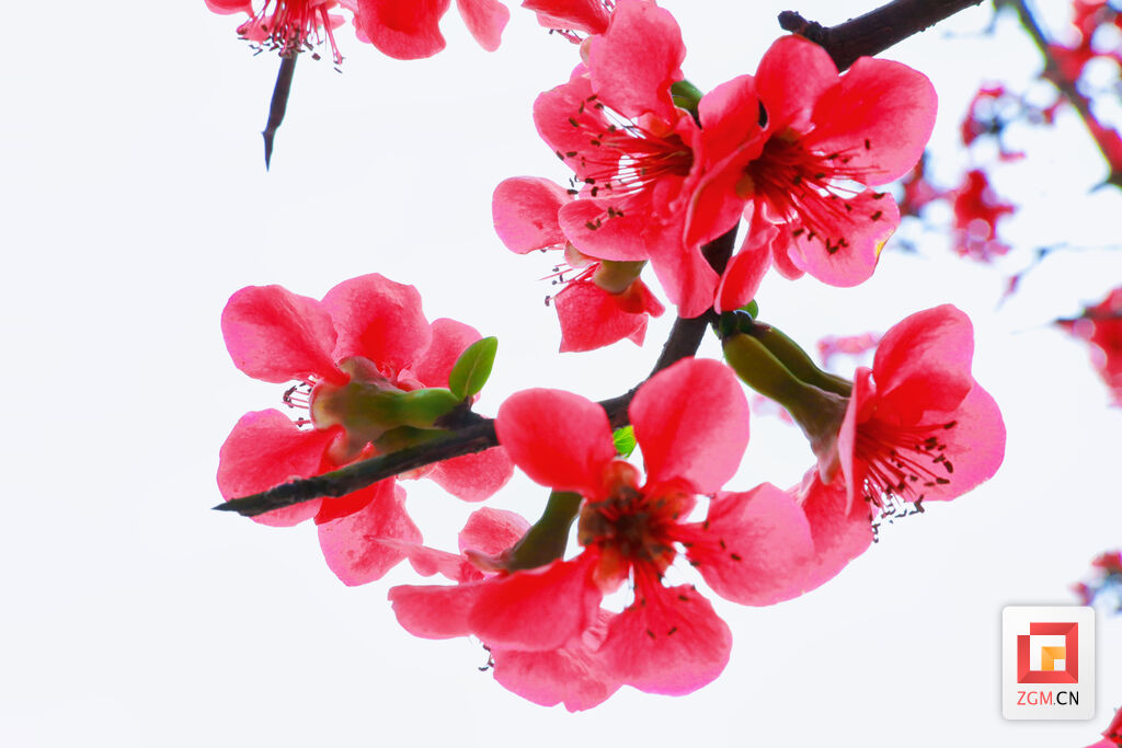 贡井区：海棠花开 许你满堂春色-4.jpg