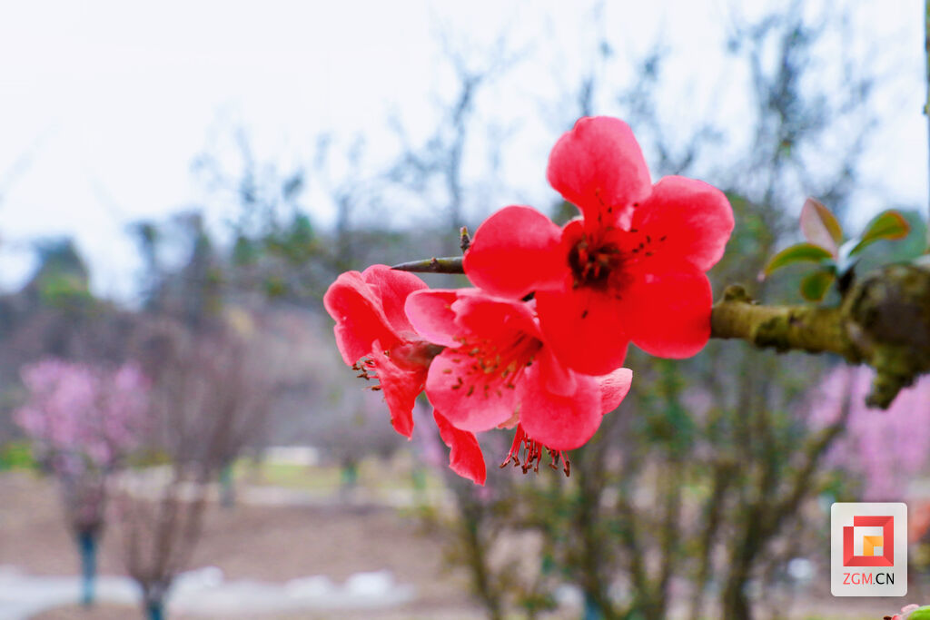 贡井区：海棠花开 许你满堂春色-5.jpg
